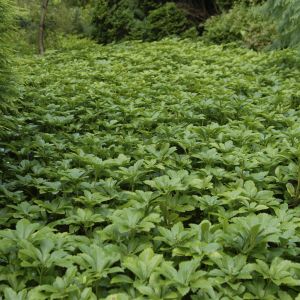 Pachysandra terminalis Green Carpet