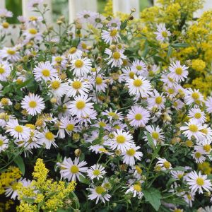 Kalimeris incisa Madiva