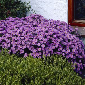 Aster dumosus Prof.Anton Kippenberg