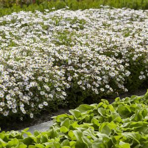 Aster Ageratoides Asran