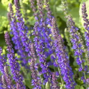 Salvia Nemorosa Caradonna Salie
