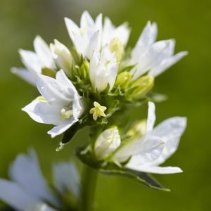 Campanula glomerata 'Alba'  9cm