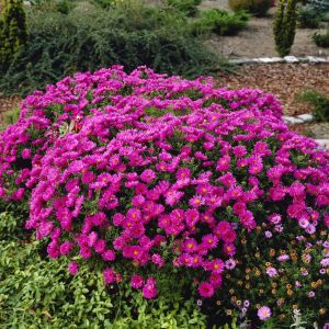Aster dumosus Peter Harrison 9 cm pot