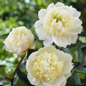Paeonia Lactiflora White 16 cm