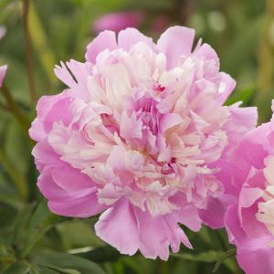 Paeonia Lactiflora Pink 16 cm