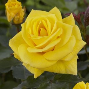 Floribunda Rose Yellow 17 cm pot