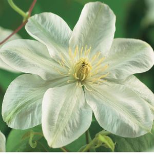 Clematis Guernsey Cream 11 cm pot