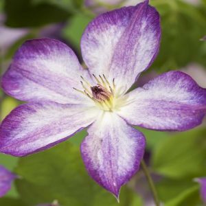Clematis Pernille 11 cm pot