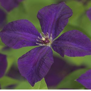 Clematis Viticella Polish Spirit
