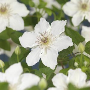 Clematis Destiny 11 cm pot