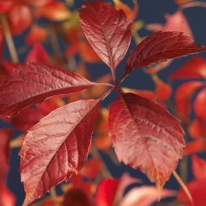 K101.72605 Parthenocissus 'Engelmannii'