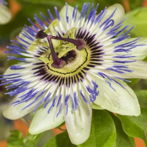 Passiflora Caerulea