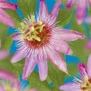 K74505   Passiflora 'Anastasia'
