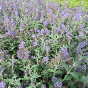 Buddleja davidii Nanho Blue