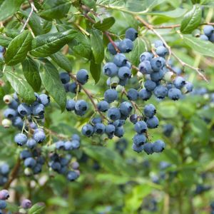 Vaccinium corymbosum Blauwe bes Duke 9