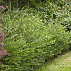 Lonicera Pileata 12 cm
