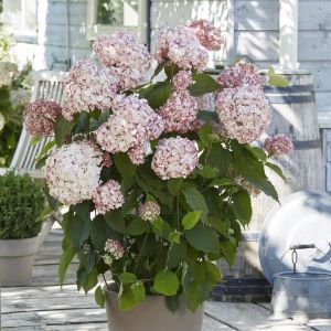 Hydrangea Candybelle® Bubblegum