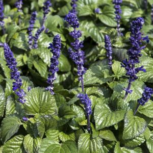 Salvia Farinacea Mystic Spires 13 cm pot