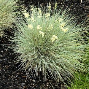 Festuca glauca Golden Toupee