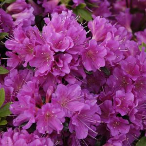 Rhododendron Geisha lilac 9 cm pot