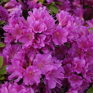 Rhododendron Geisha lilac 9 cm pot