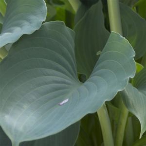 Hosta Blue Mouse Ears