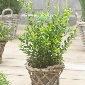 Ilex maximowicziana var. kanehirae