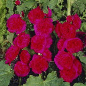 Alcea rosea double Red 11 cm
