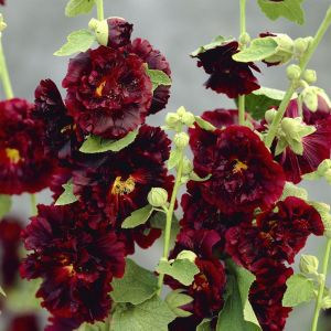 Alcea rosea double Nigra 11 cm