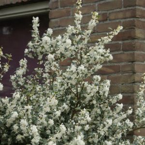 Osmanthus x burkwoodii