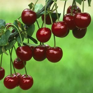 Cherry Prunus cerasus Oblacinska 9 cm