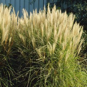 Miscanthus sinensis Silberfeder (Chinees