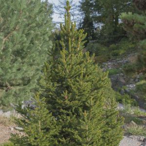 Picea glauca Perfecta 15 cm pot