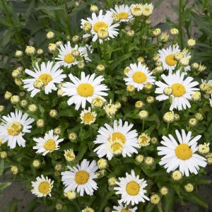 Leucanthemum Western star Leo 13 cm