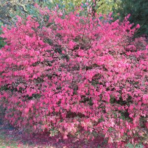 Euonymus Alatus  compactus 9 cm pot