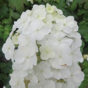 Hydrangea quercifolia Burgundy