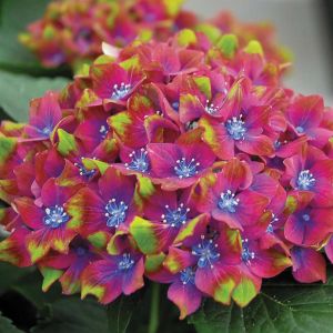 Hydrangea Schlos Wackerbarth 12 cm pot