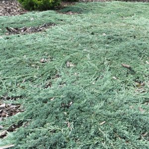 Juniperus horizontalis Ice Blue 9 cm pot