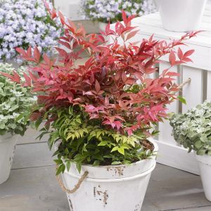 Nandina domestica  Obsessed 12 cm pot