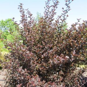 Physocarpus opulifolius Red Baron 12 cm