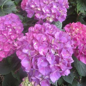 Hydrangea Red Baron 12 cm pot