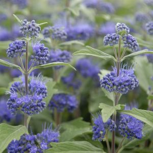 Caryopteris clandonensis Heavenly Blue
