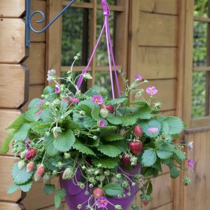 Strawberry Summer Breeze Wit