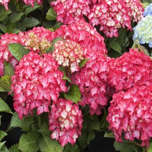 Hydrangea macrophylla Selma 12 cm pot