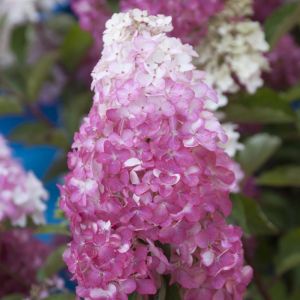 Hydrangea paniculata Fraise Melba 12 cm