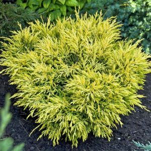 Juniperus horizontalis Limeglow 9 cm pot