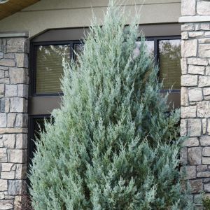 juniperus scopulorum moonglow 9 cm pot