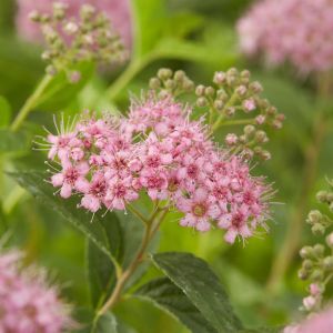 Spiraea Japonica Little Princess 9 cm