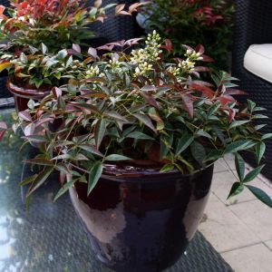 Nandina domestica  Murasaki 12 cm pot