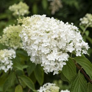Hortensia Paniculata Little Lime